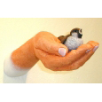 Der Spatz in der Hand ist besser als die Taube...