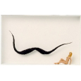 Homage to Salvador Dali 'With muse'